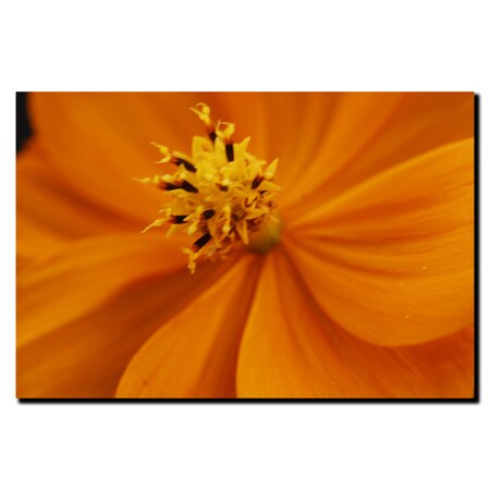 Trademark Fine Art Orange Flower by Kurt Shaffer-Gallery Wrapped 14x19 Canvas, 14x19 KS159-C1419GG